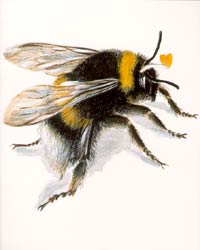 Archivist - Bumble Bee